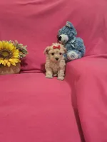 Tcup Sadie , a female Morkie for sale in Atlanta, GA – 2 of 5
