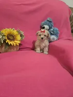Tcup Sadie , a female Morkie for sale in Atlanta, GA – 3 of 5