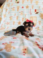 Tcup girl 1, a female Yorkshire Terrier for sale in Atlanta, GA – 4 of 8