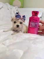 Tcup girl 1, a female Maltipoo for sale in Atlanta, GA – Photo 3 of 5