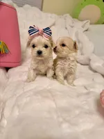 Tcup girl 1, a female Maltipoo for sale in Atlanta, GA – Photo 4 of 5