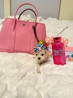 Tcup girl 1, a female Maltipoo for sale in Atlanta, GA – Photo 2 of 5