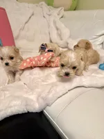 Tcup girl 1, a female Maltipoo for sale in Atlanta, GA – Photo 5 of 5