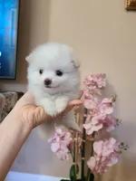 Tcup Ellie, a female Pomeranian for sale in Atlanta, GA – 7 of 9