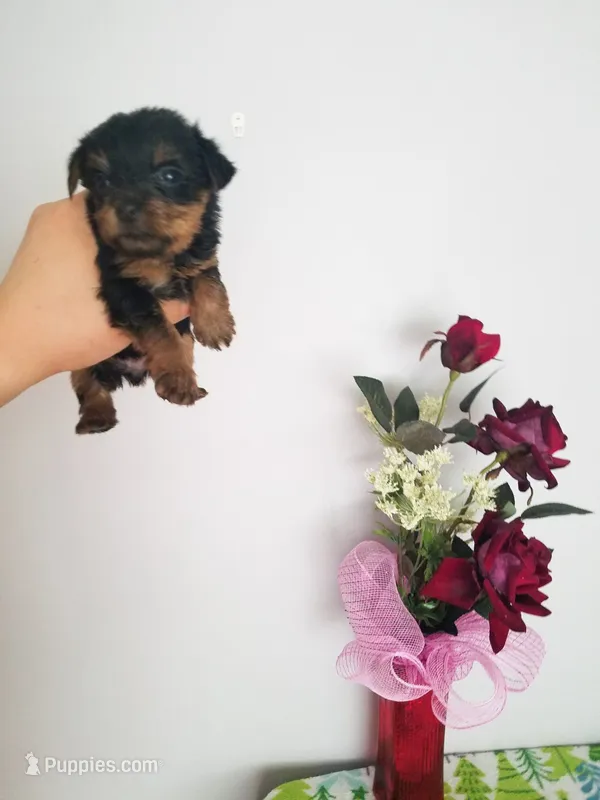 Tcup Bella  – Yorkshire Terrier puppy for sale in Atlanta, GA