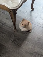 Baby, a female Pomeranian for sale in Salinas, CA – 1 of 3