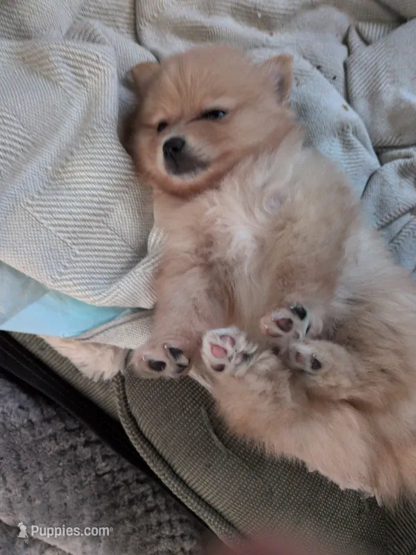 Buppie  – Pomeranian puppy for sale in Salinas, CA