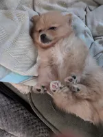 Buppie , a male Pomeranian for sale in Salinas, CA – 1 of 4