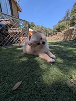 Buppie , a male Pomeranian for sale in Salinas, CA – 2 of 4