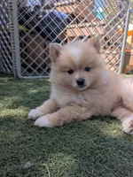 Buppie , a male Pomeranian for sale in Salinas, CA – 3 of 4