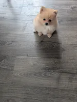 Baby, a female Pomeranian for sale in Salinas, CA – 2 of 3