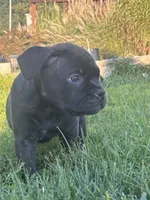 jet, a female American Bully for sale in Airville, PA – 5 of 10