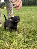 jet, a female American Bully for sale in Airville, PA – 7 of 10