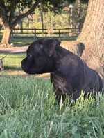 jet, a female American Bully for sale in Airville, PA – 6 of 10