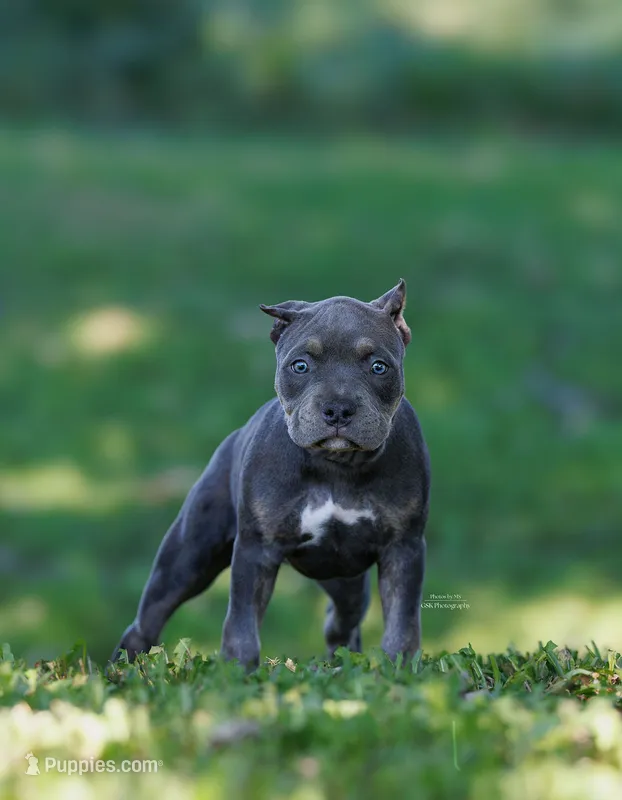 azula  – American Bully puppy for sale in Airville, PA