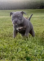 azula , a female American Bully for sale in Airville, PA – 2 of 9
