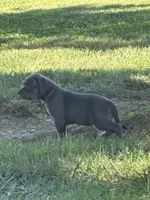 azula , a female American Bully for sale in Airville, PA – 3 of 9