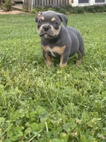 Sid , a male American Bully for sale in Airville, PA – 3 of 8