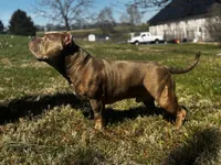 jet, a female American Bully for sale in Airville, PA – 9 of 10