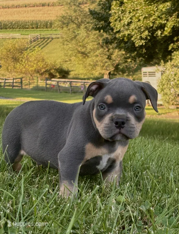 Sid  – American Bully puppy for sale in Airville, PA