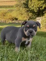 Sid , a male American Bully for sale in Airville, PA – 1 of 8