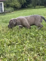 prissy, a female American Bully for sale in Airville, PA – 3 of 7