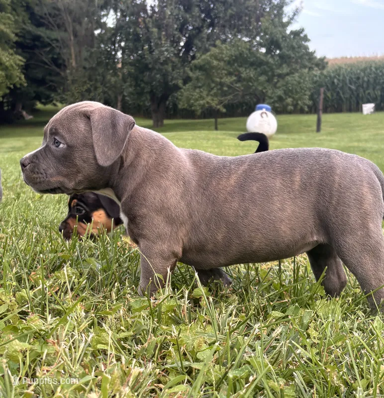 prissy – American Bully puppy for sale in Airville, PA