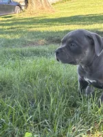 azula , a female American Bully for sale in Airville, PA – 4 of 9