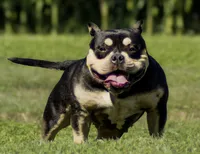 prissy, a female American Bully for sale in Airville, PA – 6 of 7
