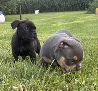 jet, a female American Bully for sale in Airville, PA – 4 of 10