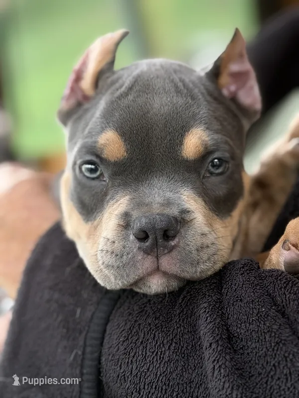 Sid  – American Bully puppy for sale in Airville, PA