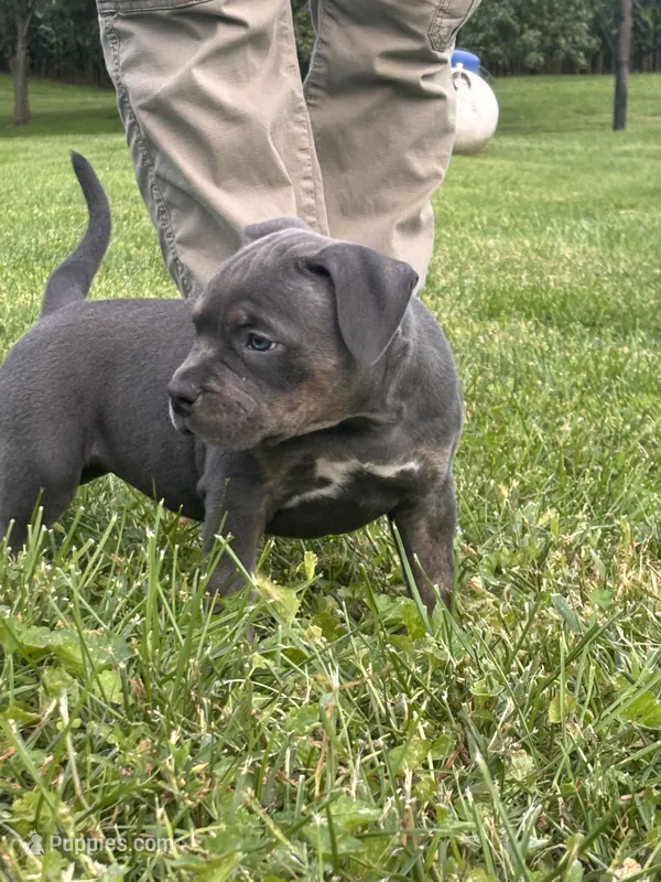 azula  – American Bully puppy for sale in Airville, PA