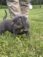 azula , a female American Bully for sale in Airville, PA – 1 of 9