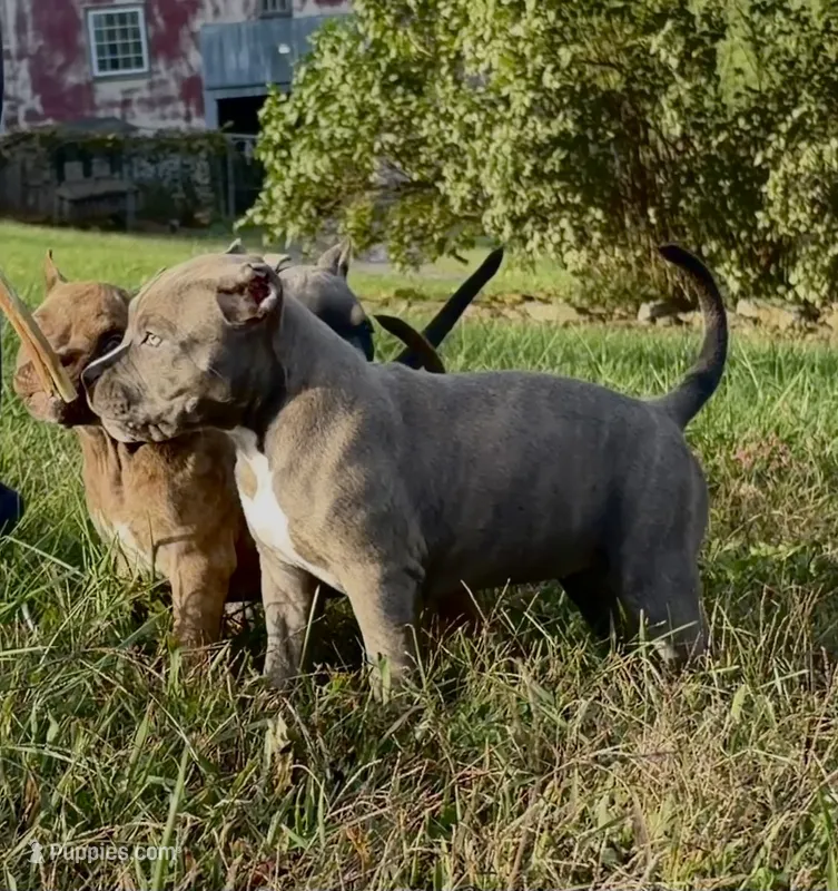 prissy – American Bully puppy for sale in Airville, PA
