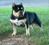Sid , a male American Bully for sale in Airville, PA – 8 of 8