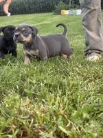 Sid , a male American Bully for sale in Airville, PA – 4 of 8