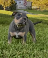 Sid , a male American Bully for sale in Airville, PA – 5 of 8