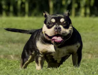 jet, a female American Bully for sale in Airville, PA – 10 of 10