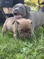 prissy, a female American Bully for sale in Airville, PA – 2 of 7