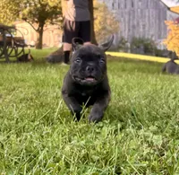 jet, a female American Bully for sale in Airville, PA – 3 of 10