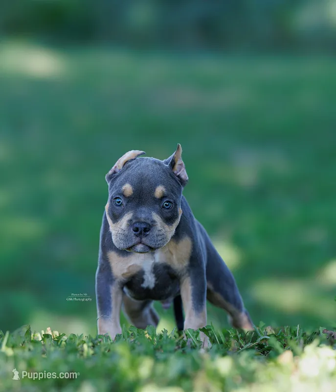 Sid  – American Bully puppy for sale in Airville, PA