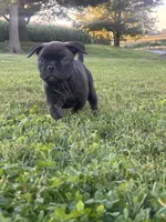 jet, a female American Bully for sale in Airville, PA – 2 of 10