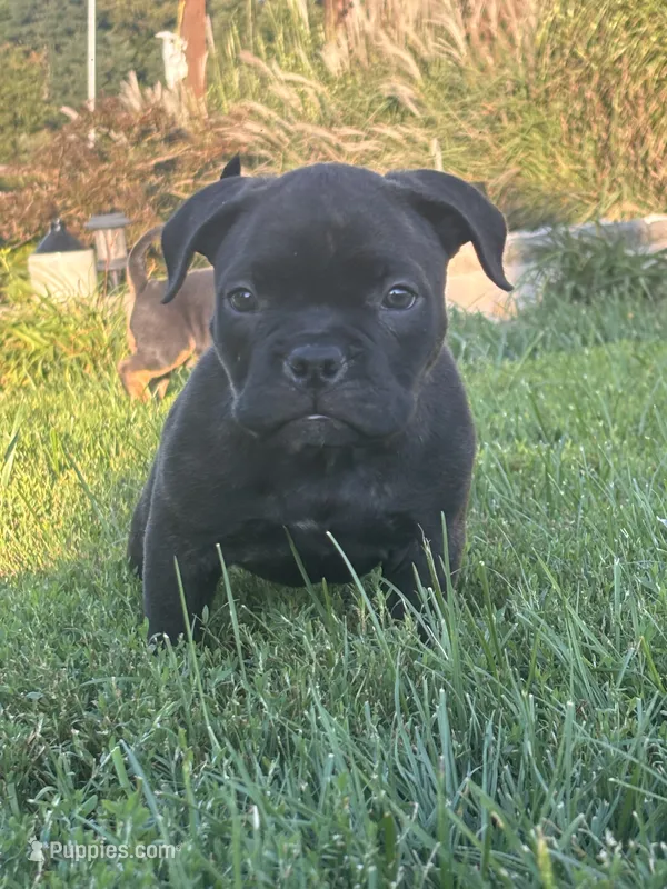 jet – American Bully puppy for sale in Airville, PA