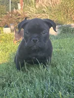 jet, a female American Bully for sale in Airville, PA – 1 of 10