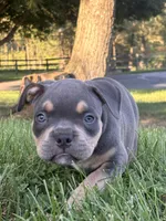 Sid , a male American Bully for sale in Airville, PA – 2 of 8
