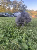 azula , a female American Bully for sale in Airville, PA – 5 of 9