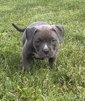 prissy, a female American Bully for sale in Airville, PA – 4 of 7