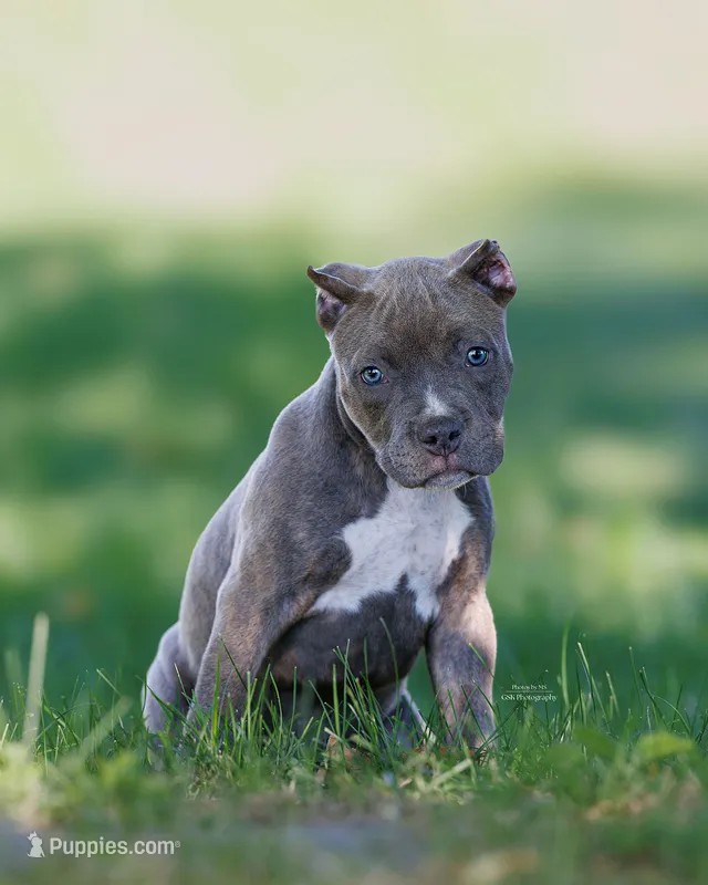 prissy – American Bully puppy for sale in Airville, PA