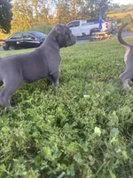 azula , a female American Bully for sale in Airville, PA – 6 of 9
