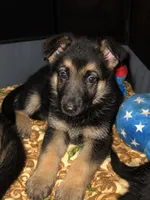 Lady, a female Belgian Malinois and German Shepherd Dog for sale in Chicago, IL – 2 of 3
